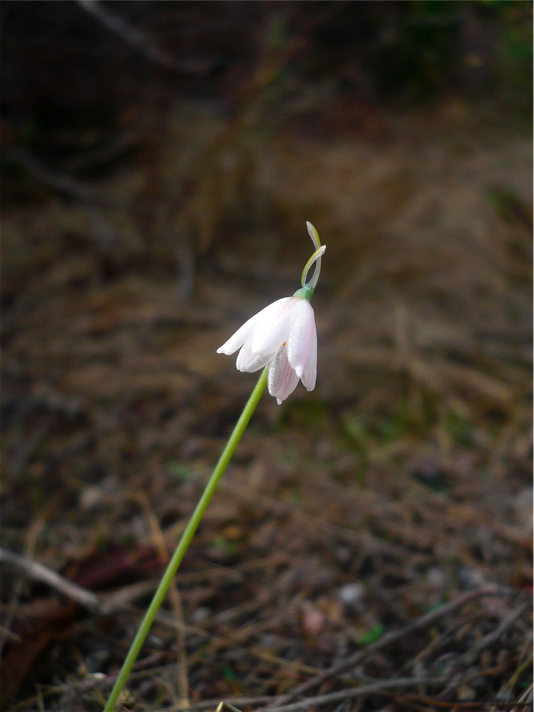 Leucojum roseum / Campanelle rosee